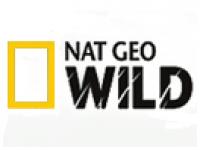 Nat Geo Wild HD- самые интересные и редкие кадры из жизни обитателей дикой природы в режиме HD. В программах, рассказывающих о дикой природе, канал Nat Geo Wild HD приглашает телезрителей совершить незабываемое путешествие в окружающий нас мир с его удивительными обитателями.